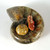 Ammonite Bowl / Dish - GBWL005