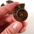 2 to 2.5 cm. Ammonite Pair 1 (One) pair - AAA
