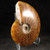 Whole Sutured Ammonite - FAMM104 - Regularly $52.00