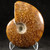 Whole Sutured Ammonite - FAMM104 - Regularly $52.00
