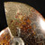 Whole Sutured Ammonite - FAMM103
