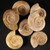 Rare Polished White Ammonite - 1 piece 2.5 - 2.75 inches