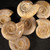 Rare Polished White Ammonite - 1 piece 2.5 - 2.75 inches