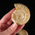 Rare Polished White Ammonite - 1 piece 2.5 - 2.75 inches