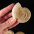 Rare Polished White Ammonite - 1 piece 2.5 - 2.75 inches