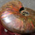 Red Opalescent Ammonite - FAMM102