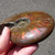 Red Opalescent Ammonite - FAMM102
