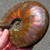 Red Opalescent Ammonite - FAMM102
