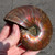 Red Opalescent Ammonite - FAMM102