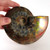 Red Opalescent Ammonite - FAMM101 - Regularly $194.00