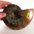 Red Opalescent Ammonite - FAMM101 - Regularly $194.00