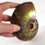 Red Opalescent Ammonite - FAMM101 - Regularly $194.00