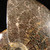 Whole Sutured Ammonite - FAMM089