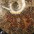 Whole Sutured Ammonite - FAMM089