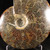 Whole Sutured Ammonite - FAMM089