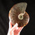 Whole Sutured Ammonite - FAMM089