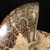 Whole Sutured Ammonite -  FAMM083