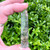 Quartz Point with Hematite Inclusions QTZ277