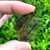 Smoky Rutilated Quartz with Epidote QTZ291