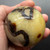 Septarian Sphere SPT010