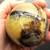 Septarian Sphere SPT010