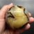 Septarian Sphere SPT011