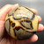 Septarian Sphere SPT011