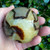 Septarian Sphere SPT016 Septarian Sphere SPT016