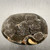 Septarian Eggy Druzy Palmstone SPT046 Septarian Eggy Druzy Palmstone SPT046