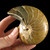 Whole Nautilus - FNAU016