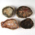 Petrified Wood Mini Slabs, Set of 4 - FPET039