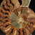 Ammonite Pair - FAMM111