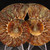 Ammonite Pair - FAMM116