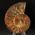 Ammonite Pair - FAMM116