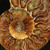 Ammonite Pair - FAMM116
