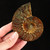 Ammonite Pair - FAMM116