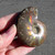 Red Flash Ammonite - FAMM120