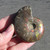 Red Flash Ammonite - FAMM120