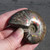 Red Flash Ammonite - FAMM120