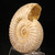 Polished White Ammonite - FAMM110