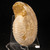 Polished White Ammonite - FAMM110