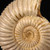 Polished White Ammonite - FAMM110