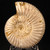 Polished White Ammonite - FAMM110
