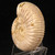 Polished White Ammonite - FAMM110