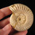 Polished White Ammonite - FAMM110
