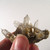 North Carolina Quartz Specimen - MNCQ003
