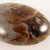 Agate Dendrite Pebble - MAGA004
