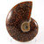 Whole Sutured Ammonite - FAMM125
