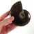 Whole Sutured Ammonite - FAMM125
