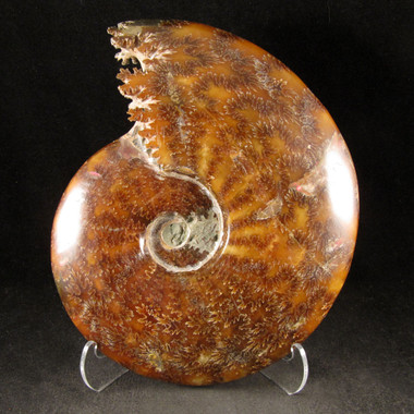 RARE Chambered Whole Sutured Ammonite